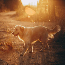 Brownish Golden Retriever walks in the sun beams