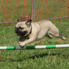 Brownish pug on a training course