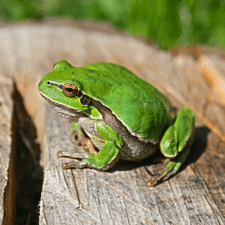 Green ballman frog sitting a gray wood