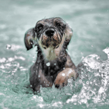 Dark gray Terrier running on waters