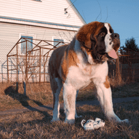 Brownish St. Bernard dog with a gray toy on the ground