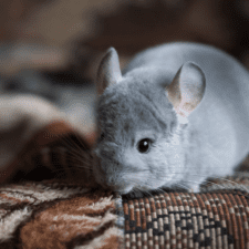 Gray chinchilla in a patterned-color rug