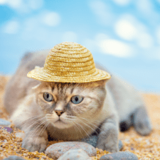 Pale-gray colored cat laying down on sand with woven brown hat