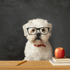 White terrier dog with eyeglasses, book and apple