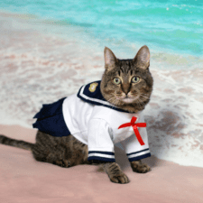 Tabby cat in seafarer uniform with shore background