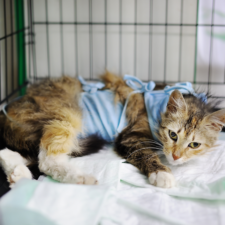 Brownish cat inside a cage,with a body bandage