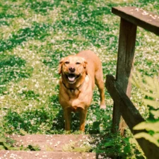Dog in grass at bottom of stairs
