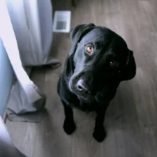 A black Labrador Retriever sitting on a gray wood-look floor, tilting its head up toward the camera.