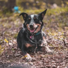 A dog wearing a blue collar lies on a leafy forest floor.