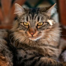 A long-haired tabby cat staring forward while resting on a soft surface.