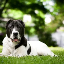 A large dog lies on a green lawn against a blurred background of green trees.