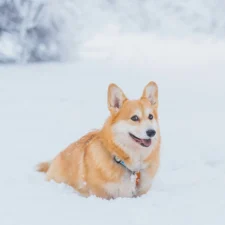 A Welsh Corgi sits in deep snow against a blurred snowy background.