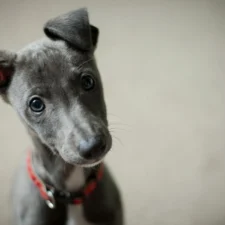 A Italian Greyhound or Whippet puppy wearing a red collar, tilting its head looking toward the camera.