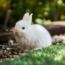A baby rabbit sits on pebbles next to a patch of green grass.