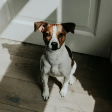 A Jack Russell Terrier sits on a wooden floor looking directly forward.