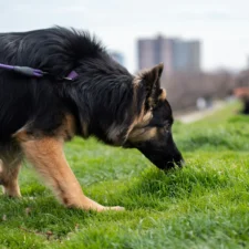 A German Shepherd on a purple leash walks through a grassy city park.