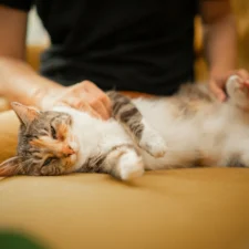 A tricolor tabby cat lies sleepily as a person gently pets its neck and side.