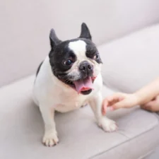 A French Bulldog sits on a couch as a person hand reaches toward it.