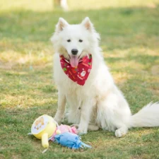 A Samoyed dog sits on a grassy lawn surrounded by plush dog toys.