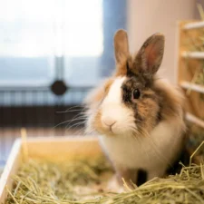 A rabbit sits in a wooden tray filled with hay.