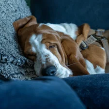 A Basset Hound sleeps on a couch against a textured grey cushion.