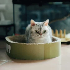 A tabby cat sits inside a round cardboard scratcher bed.