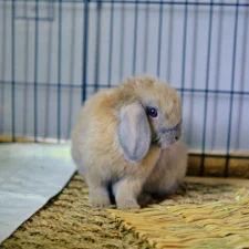 A rabbit sits inside a wire playpen next to a pet bed.