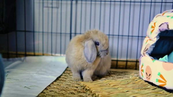 A rabbit sits inside a wire playpen next to a pet bed.