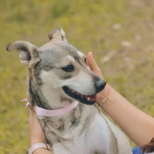 A dog wearing sits as a person gently cradles its chest and strokes its head outdoors.