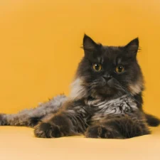A tortoiseshell cat against a yellow background.