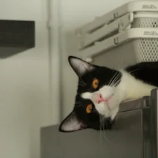 A tuxedo cat lies on top of a refrigerator, tilting its head sideways to peer over the edge.