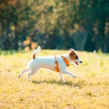 A puppy wearing a bright orange harness trots across a sunlit, grassy field on a long leash.