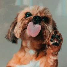 A Shih Tzu pressing its tongue and a black-padded paw playfully against a clear glass windowpane.