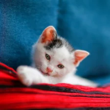 A white kitten with black patches rests on a red and black striped fabric.